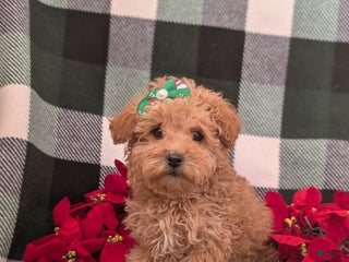 Bichpoo dogs Twyla 8 lbs Full Grown - Ad 37