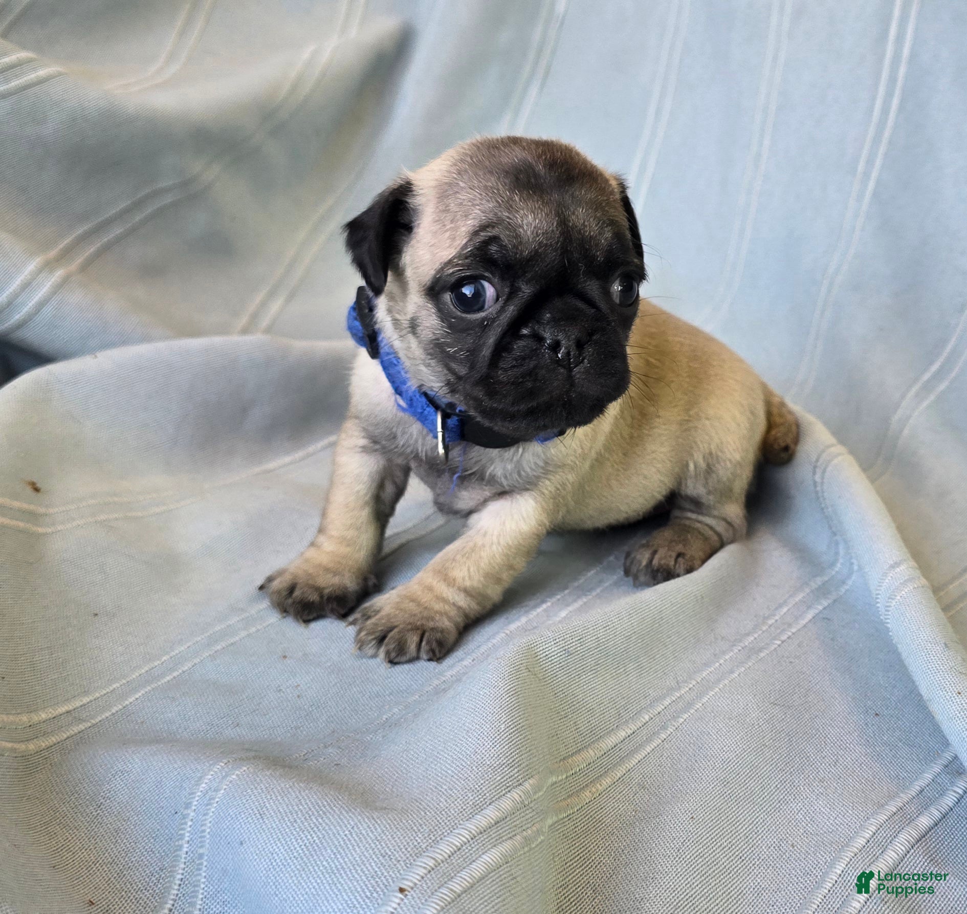 Pug dogs Harmony - Ad 2