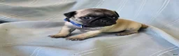 Pug dogs for sale: Harmony - Ad 2