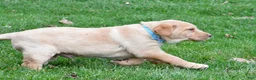 Labrador Retriever dogs for sale: Bryson - Ad 3