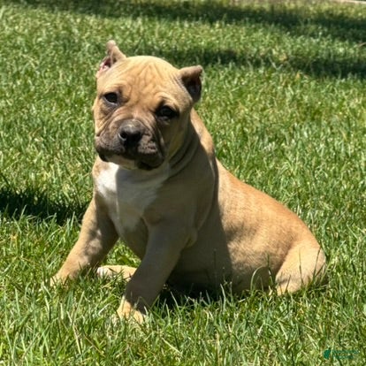 American Bully dogs Flora - Ad 1