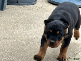 Rottweiler dogs Sandy - Ad 37