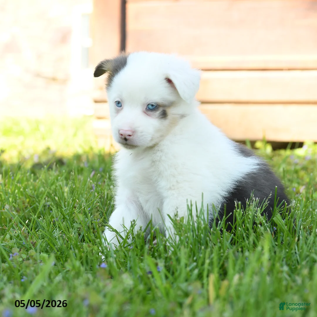 Miniature Australian Shepherd dogs for sale: Gerald - Ad 2