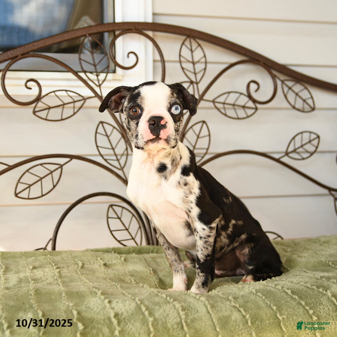 Boston Terrier dogs for sale: Derek - Ad 1