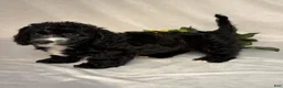 Mixed Breed dogs for sale: Oreo - Ad 4