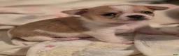 Chihuahua dogs for sale: Chihuahua 3 - Ad 39