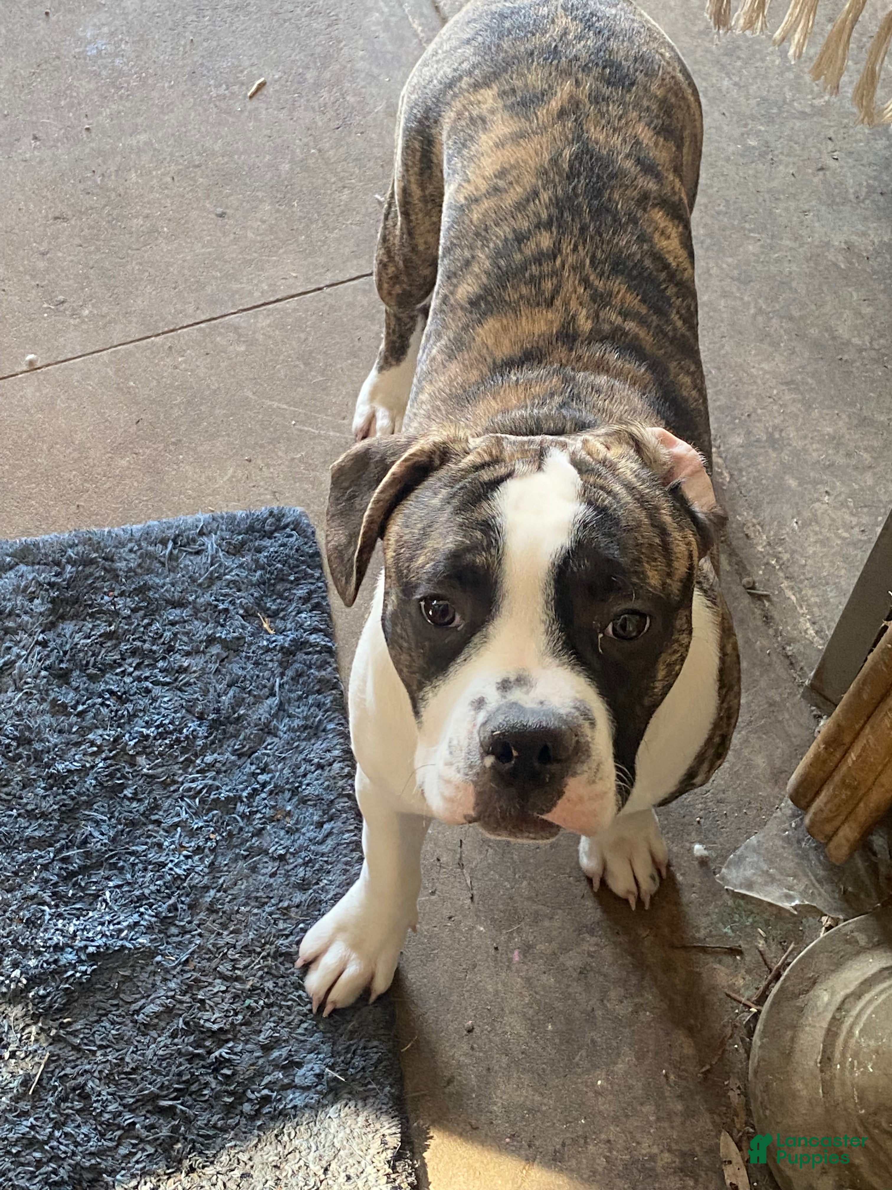 Mixed Breed dogs Bandit  - Ad 11