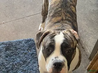 Mixed Breed dogs Bandit - Ad 11