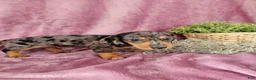 Dachshund dogs for sale: Macey - Ad 6