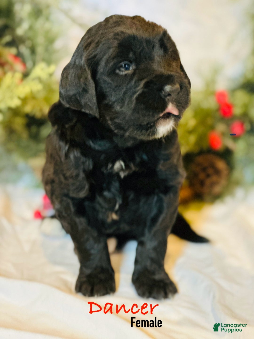 Mixed Breed dogs for sale: Dancer (Golden Mountain Doodle) - Ad 3