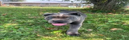 Cane Corso dogs for sale: Rianna - Ad 3