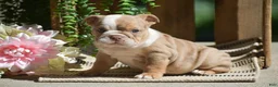 English Bulldog dogs for sale: Miley - Ad 2