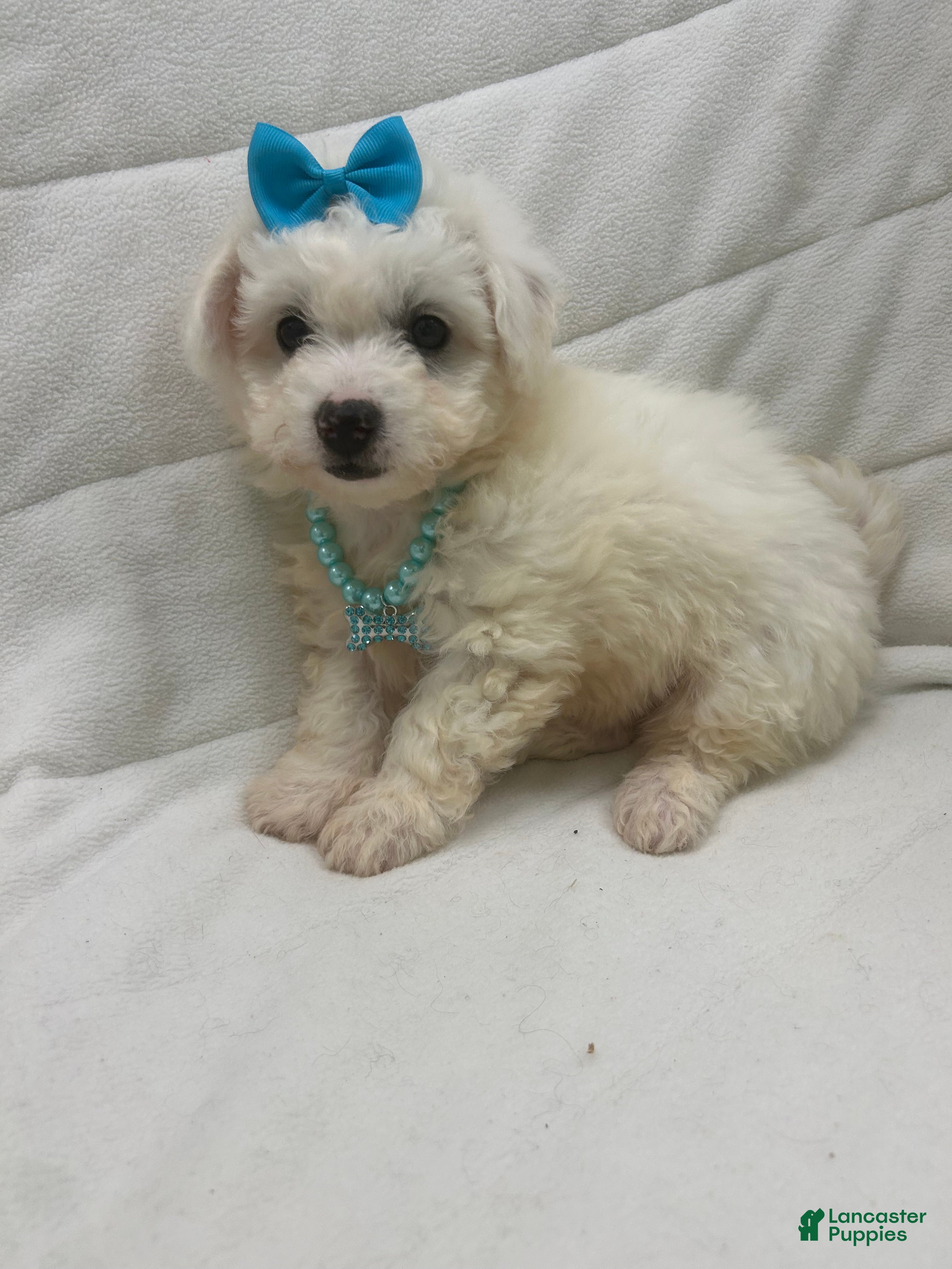 Bichon Frise dogs Bichon Frise Puppy 3 - Ad 2