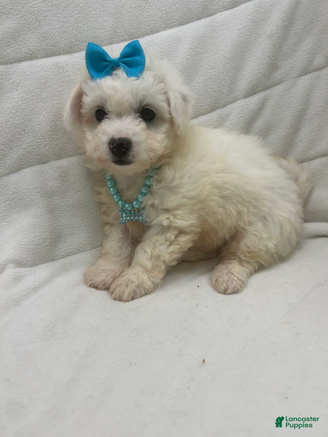 Bichon Frise dogs for sale: Bichon Frise Puppy 3 - Ad 1