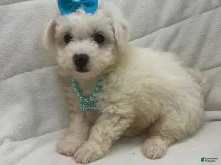 Bichon Frise dogs Bichon Frise Puppy 3 - Ad 2