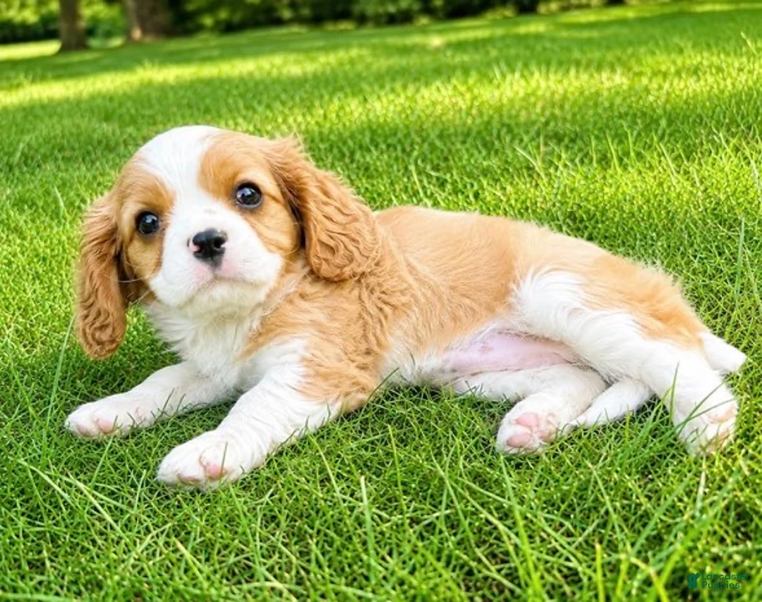 Cavalier King Charles Spaniel dogs for sale: Cavalier King Charles Spaniel (Bentley) - Ad 9
