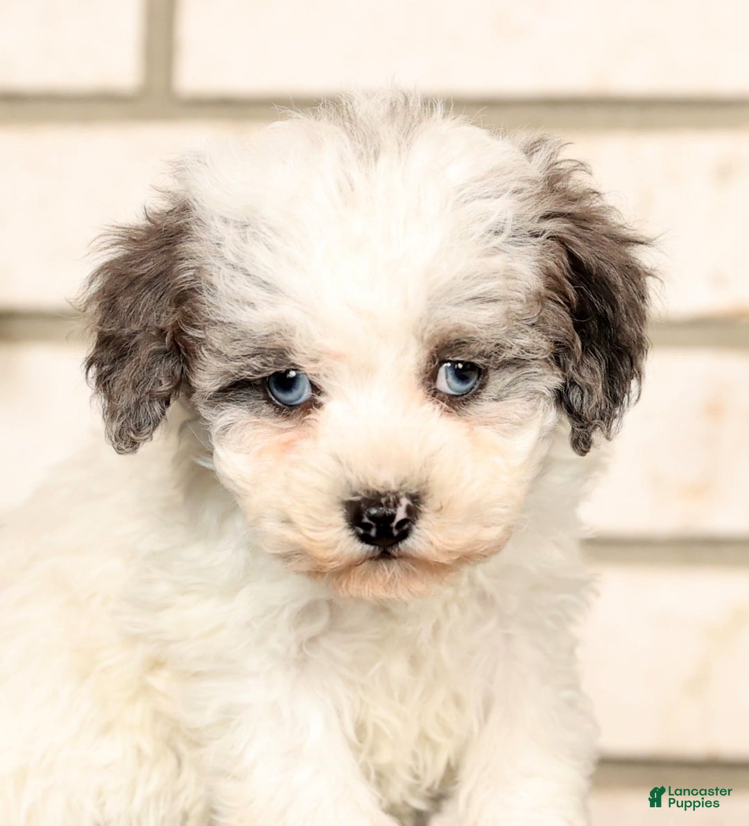 Havapoo dogs for sale: Edward - Ad 9