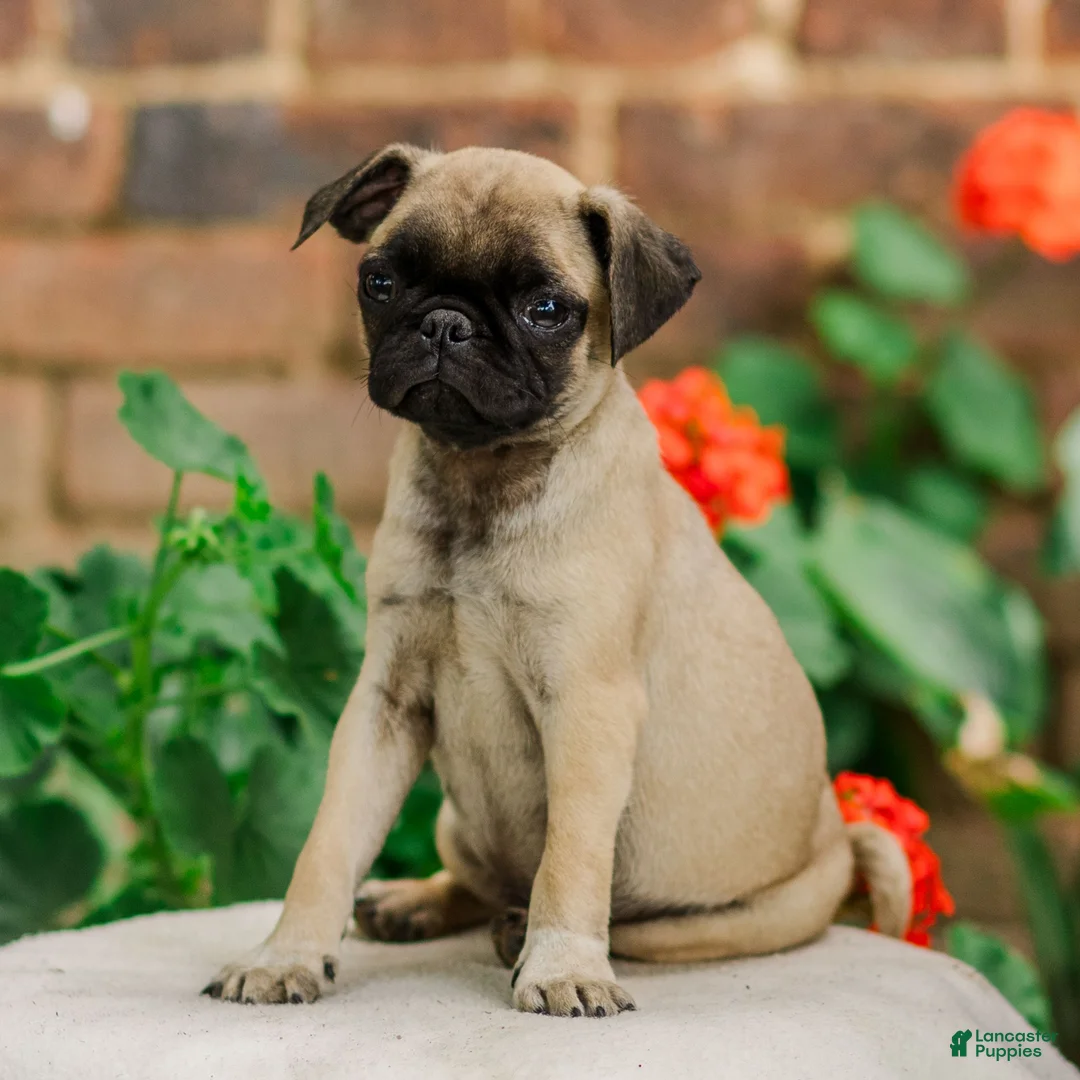 Pug dogs for sale: Socks  - Ad 3