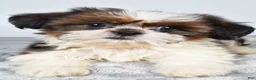Shih Tzu dogs for sale: Chief - Ad 6