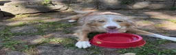 Australian Shepherd dogs for sale: Australian Shepherd 1 - Ad 9
