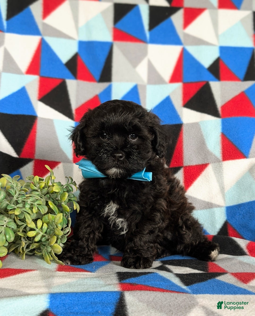 Shihpoo dogs for sale: Coleman - Ad 2