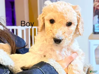 Standard Poodle dogs Standard Poodle Puppy 3 - Ad 5