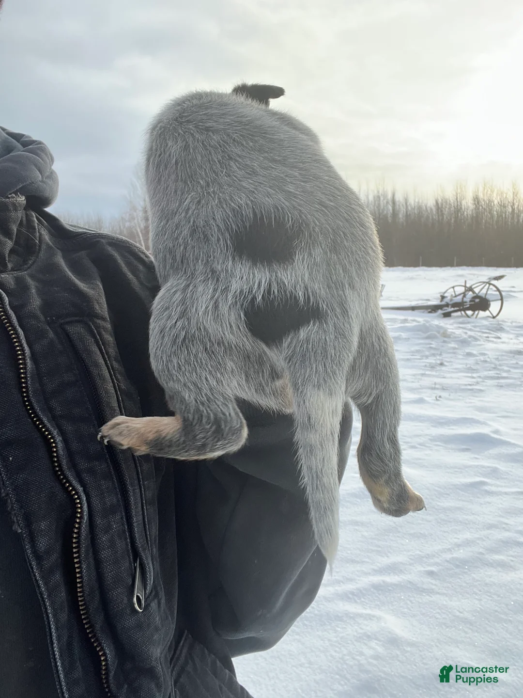 Australian Cattle Dog dogs for sale: Quinn - Ad 2