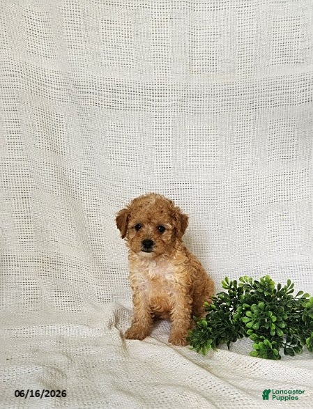Toy Poodle dogs Gold - Ad 2