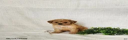 Toy Poodle dogs for sale: Gold - Ad 2