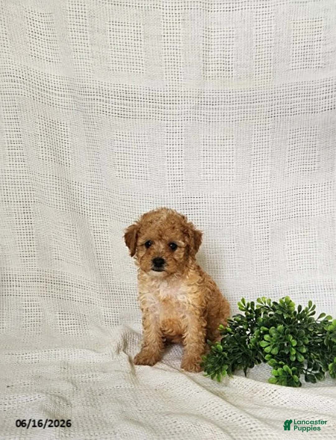 Toy Poodle dogs for sale: Gold - Ad 2