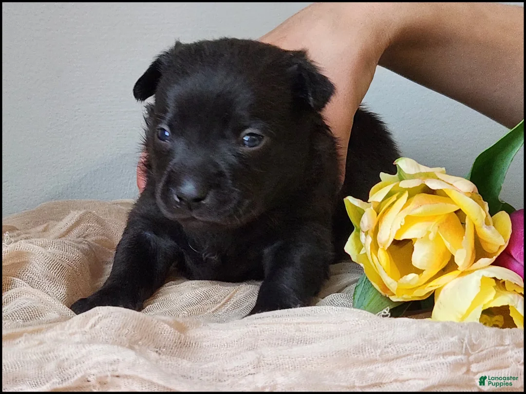 Chihuahua dogs for sale: Dusten - Ad 1