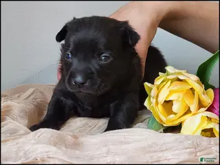 Chihuahua dogs Dusten - Ad 38