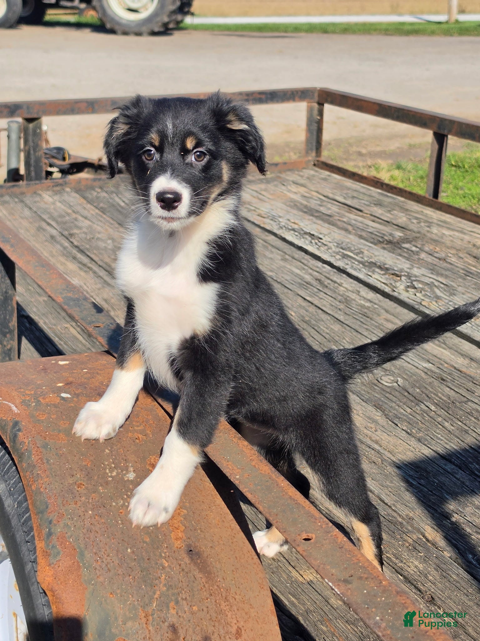 Australian Shepherd dogs for sale: Harper GIRL💕 - Ad 7