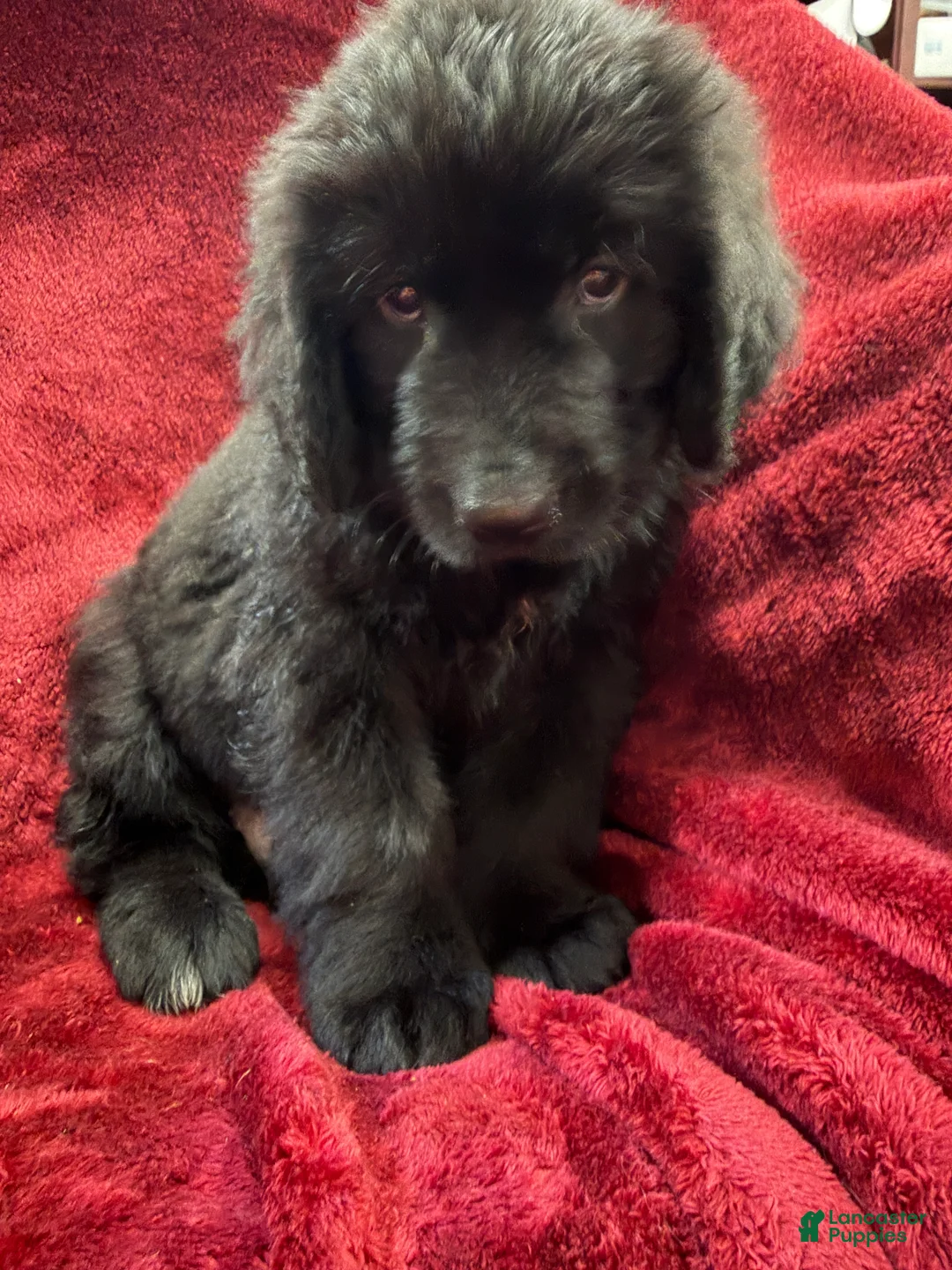 Newfoundland dogs for sale: Newfoundland 3 - Ad 1