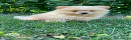 Mixed Breed dogs for sale: Charlie - Ad 4
