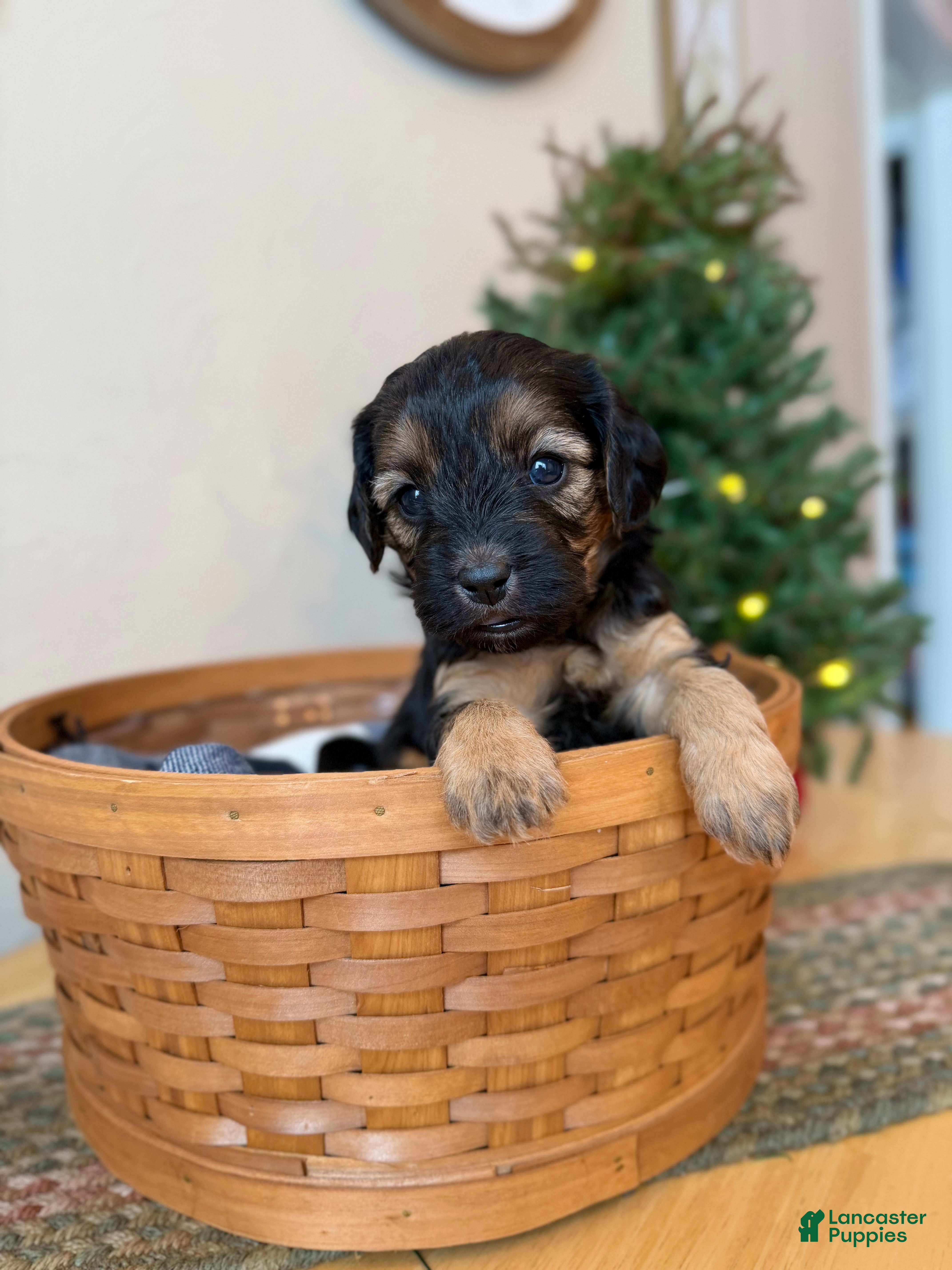 Cavapoo dogs Chestnut - Ad 2