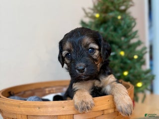 Cavapoo dogs Chestnut - Ad 21