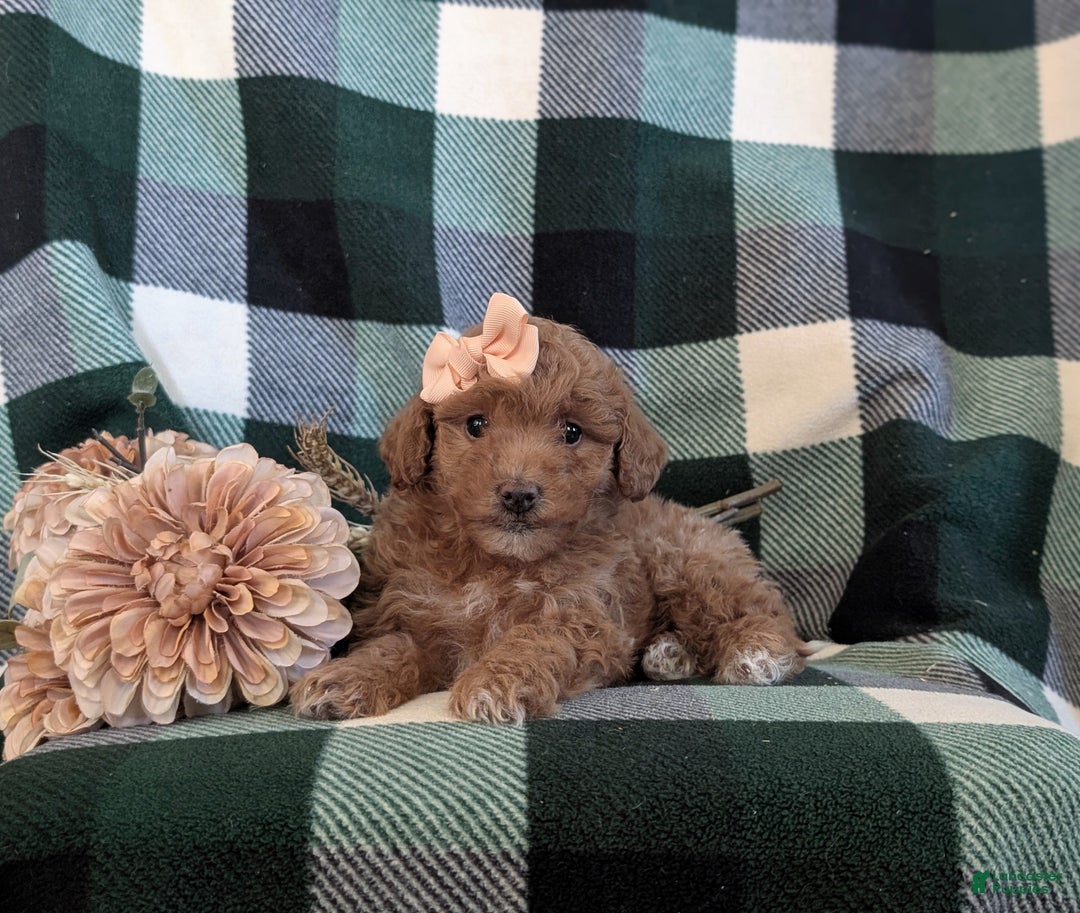 Bichpoo dogs for sale: Whitney 9 lbs full growm - Ad 5