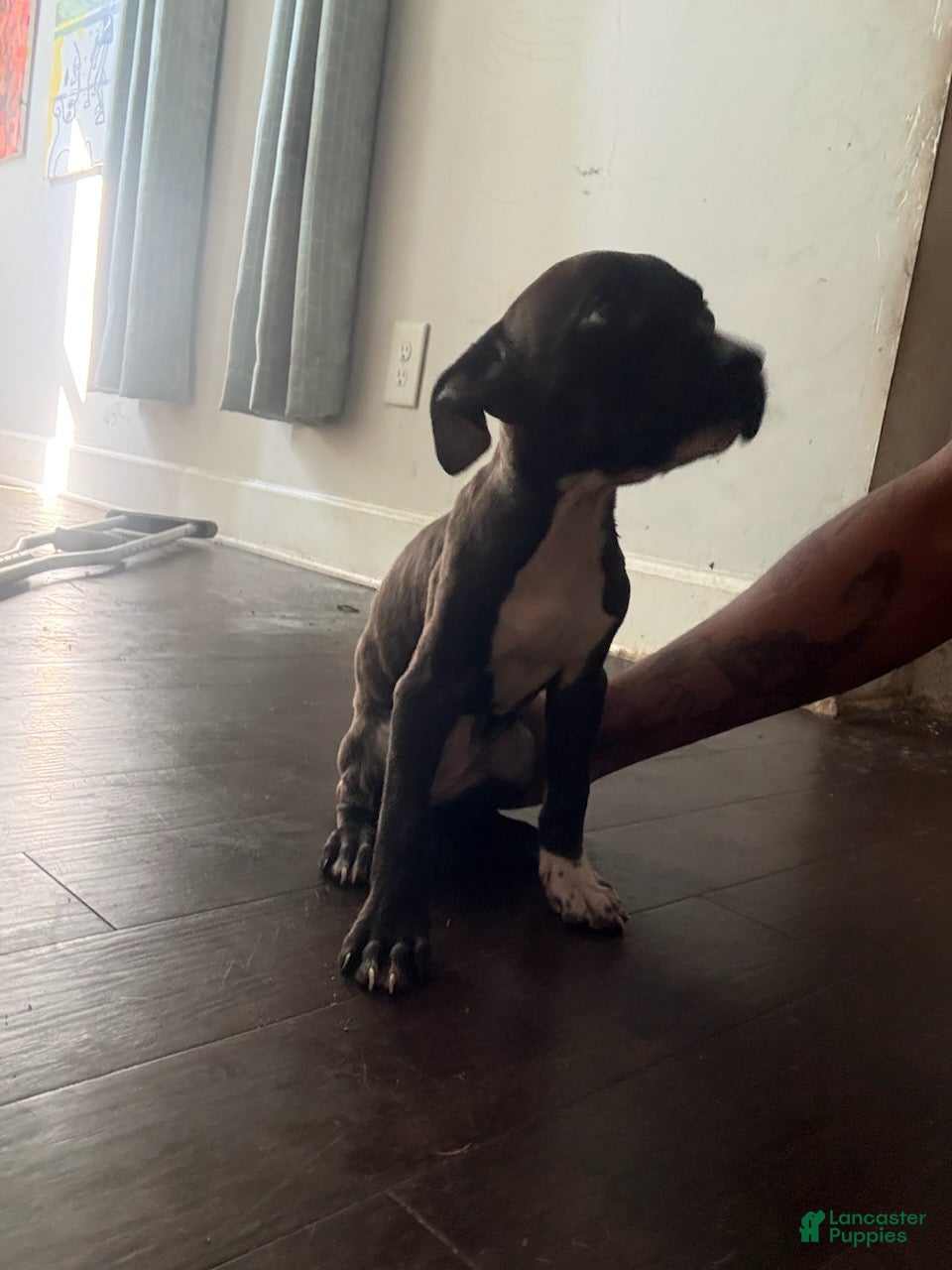 Mixed Breed dogs Girl 4 - Ad 1