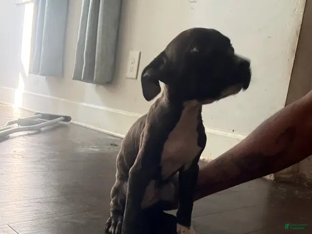 Mixed Breed dogs Girl 4 - Ad 1
