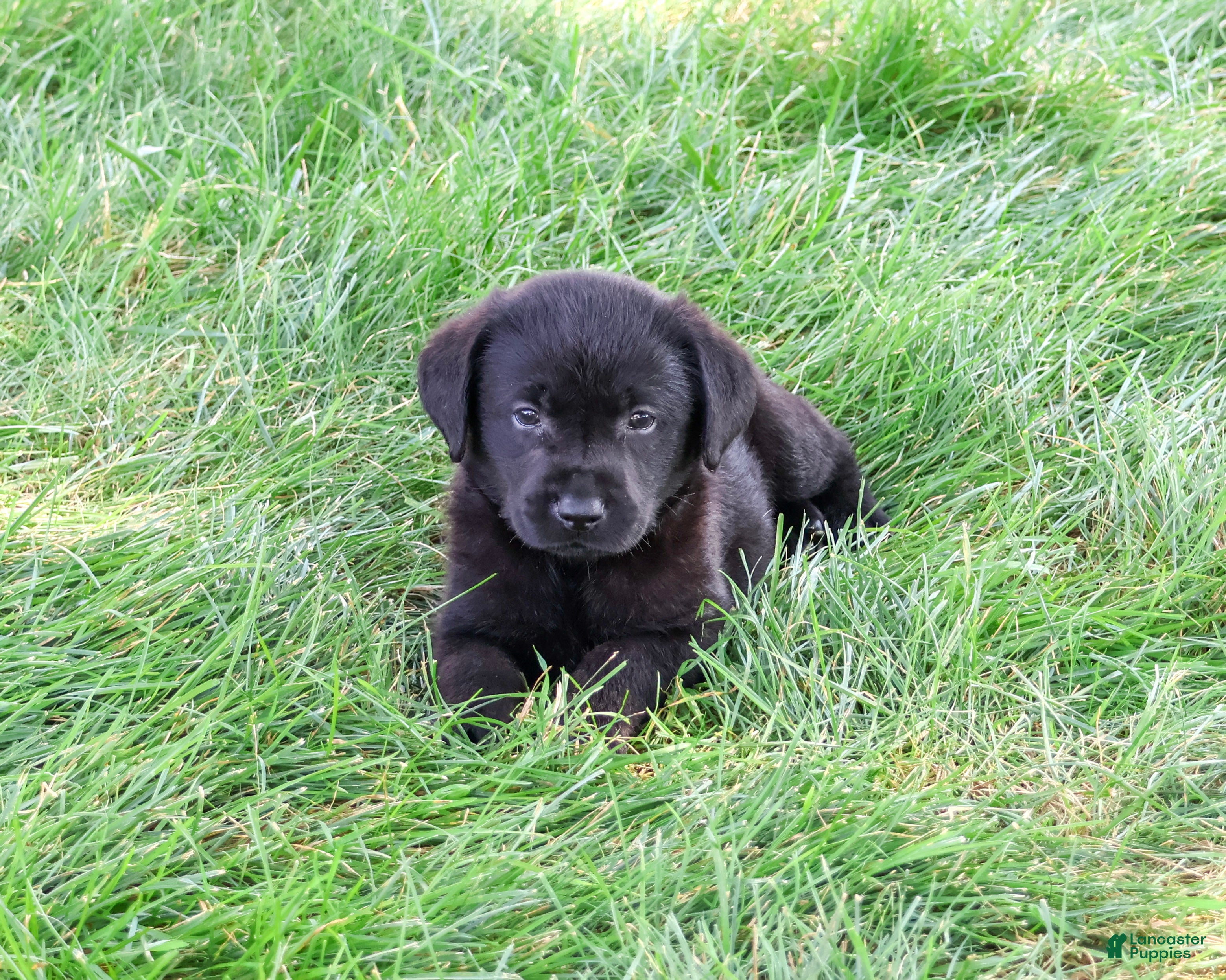 Labrador Retriever dogs Melvin - Ad 20