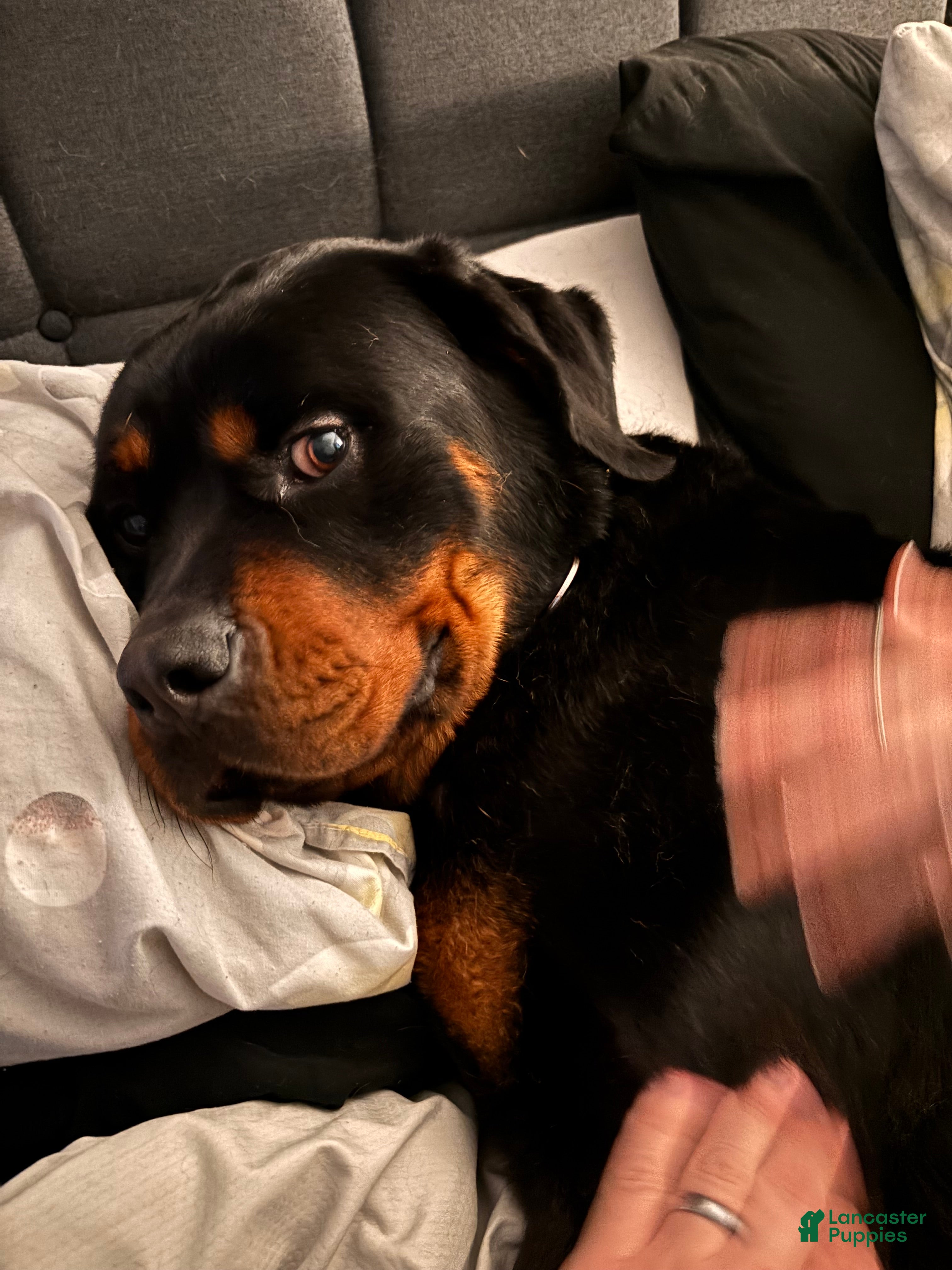 Rottweiler dogs Rex - Ad 4