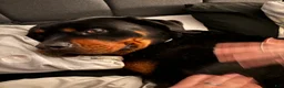 Rottweiler dogs for sale: Rex - Ad 1