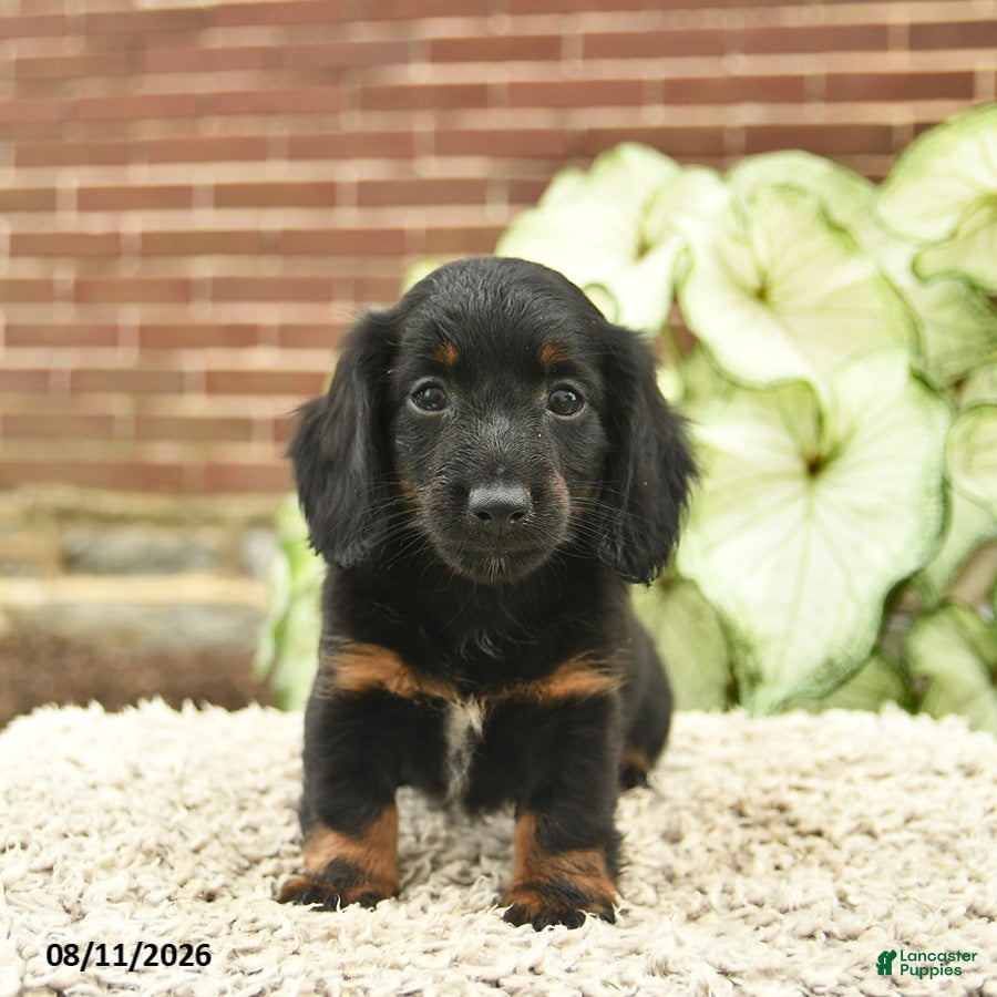 Miniature Dachshund dogs Chase  - Ad 2
