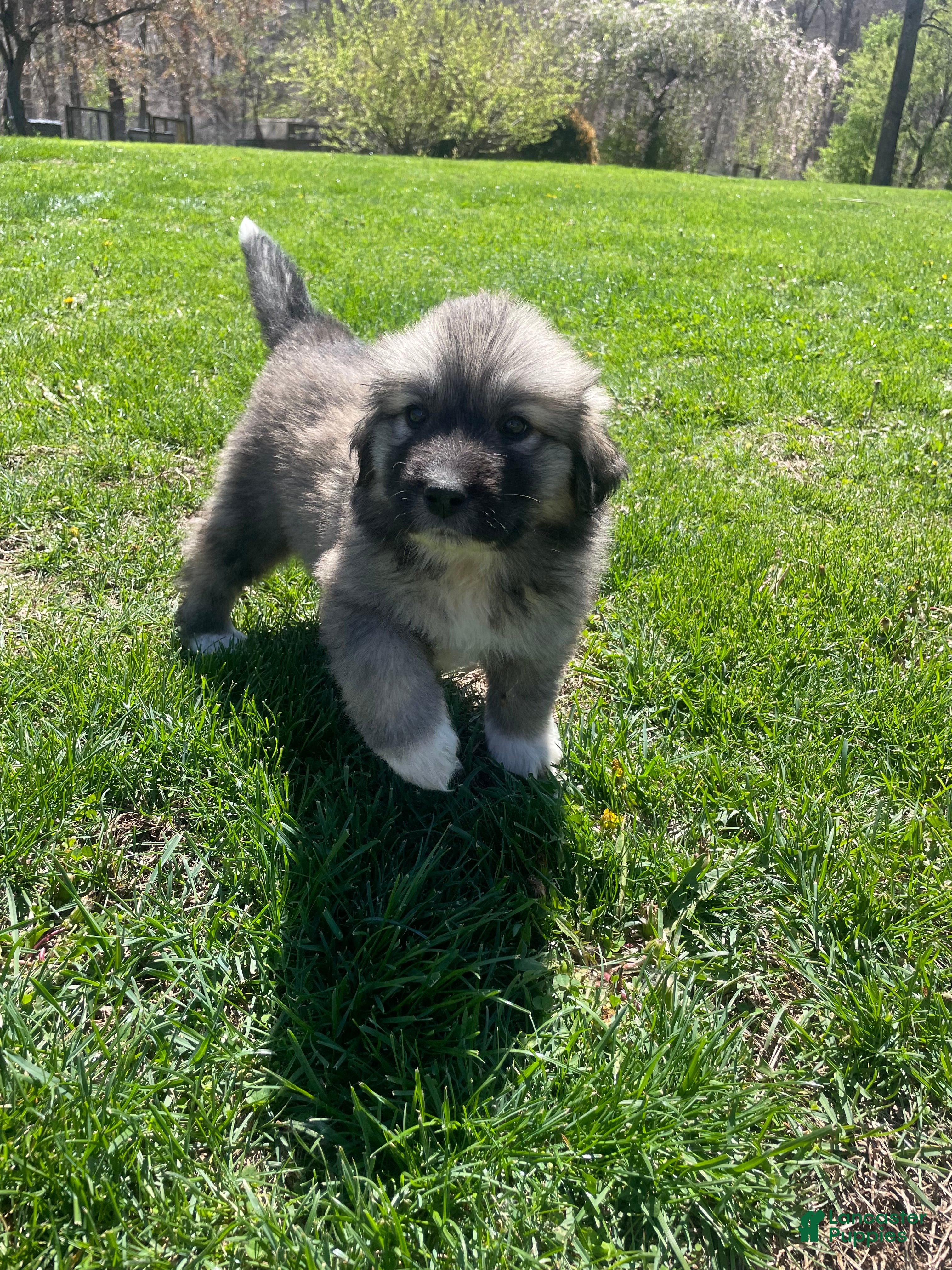 Mixed Breed dogs Ki Ki - Ad 2