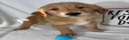 Golden Retriever dogs for sale: Grover - Ad 4