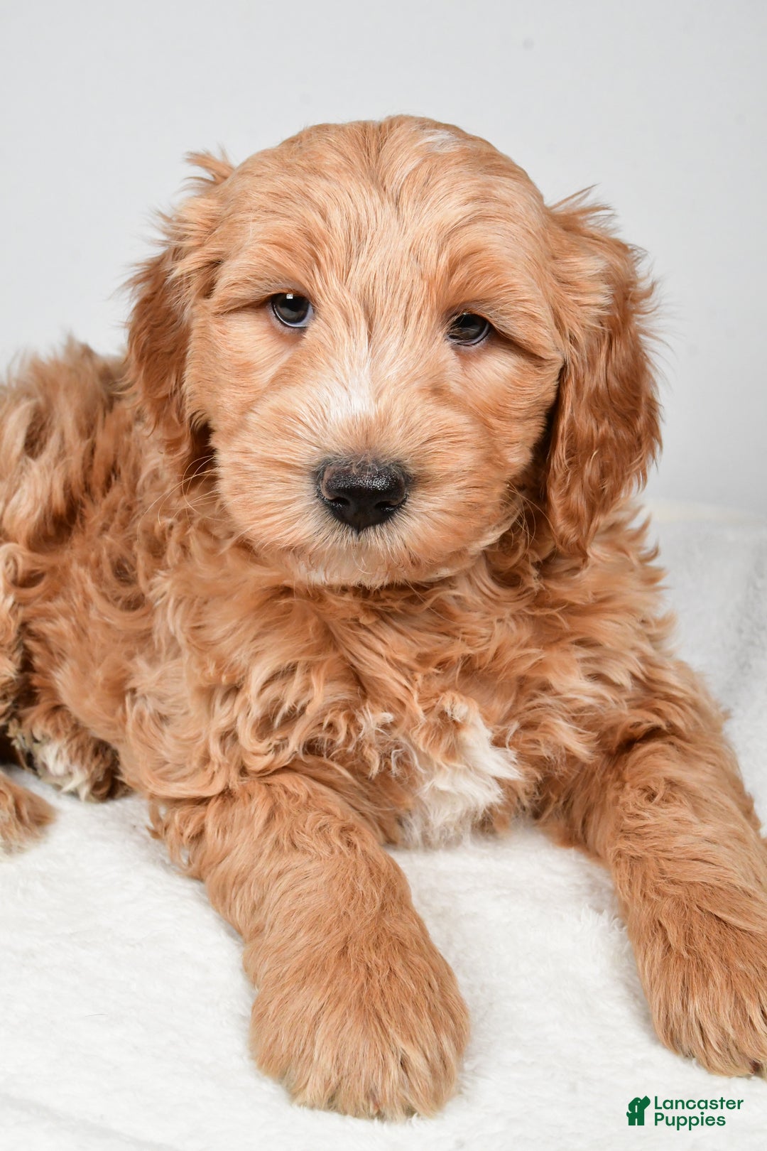 Mini Goldendoodle dogs for sale: Theo - Ad 5