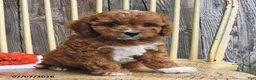 Cavapoo dogs for sale: Diamond - Ad 3