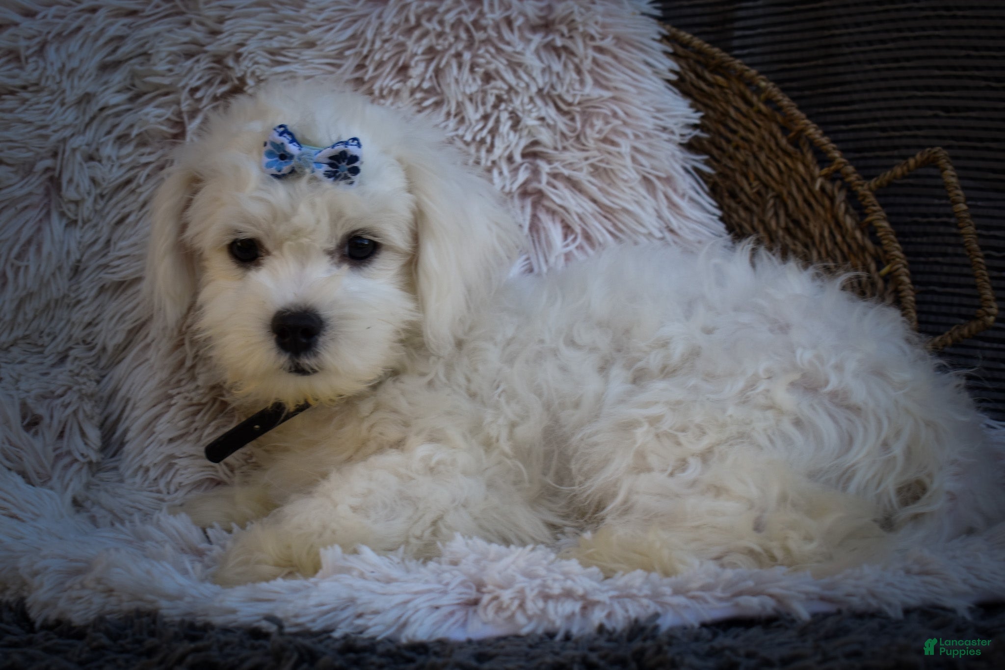 Maltese dogs for sale: Blake 💙 - Ad 1