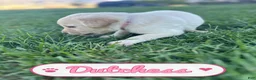 Labrador Retriever dogs for sale: Dutchess - Ad 3
